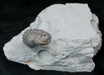 Enrolled Flexicalymene Trilobite In Matrix - Ohio #16440-2